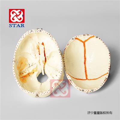 頭顱可拆分十部分，雙色牙顱底顏色展示竇動靜脈