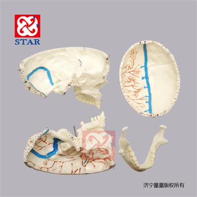 M5008可拆分，有上頜竇膜